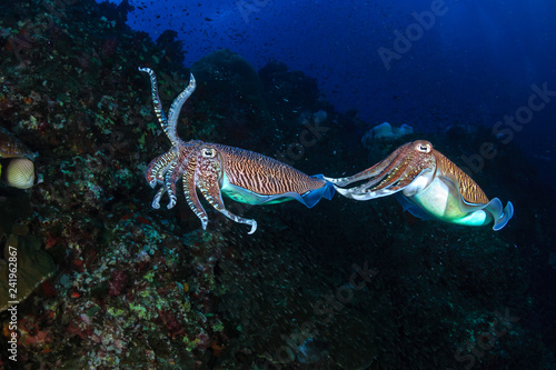 Pharaoh Cuttlefish mating and laying eggs on a tropical coral reef