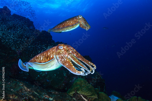 A pair of beautiful Cuttlefish on a tropical coral reef at sunset