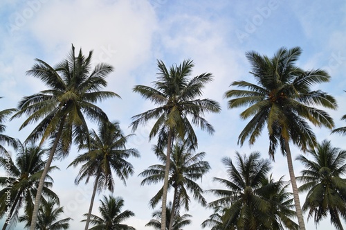 coconut trees against blue sky © mohdbakri
