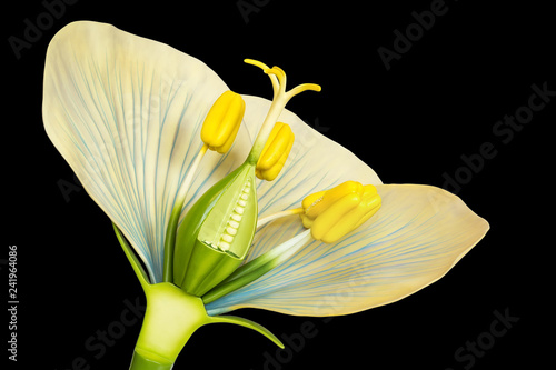Fotografie Flower model with stamens and pistils on black background