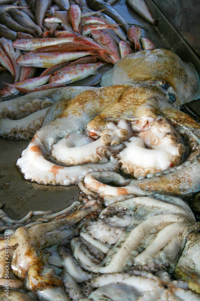 Big fresh octopus in a fish market with other various fish Big fresh octopus in a fish market with other various fish