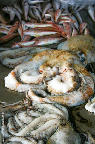 Big fresh octopus in a fish market with other various fish