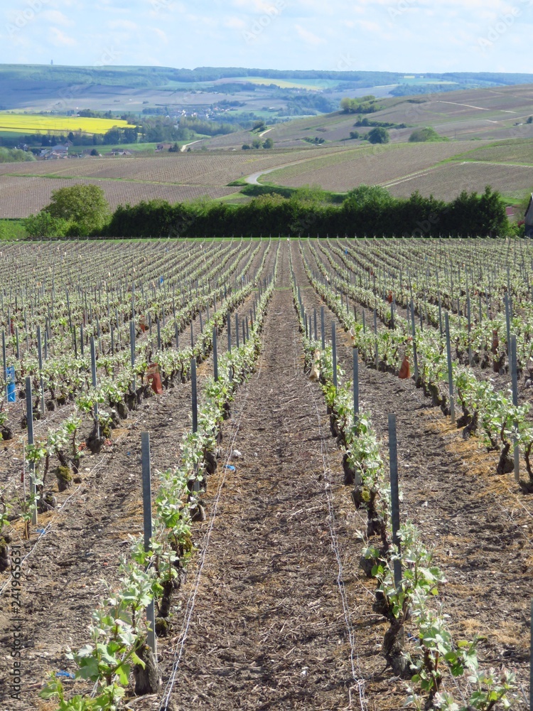 Croissance de la vigne au printemps en Champagne (France)