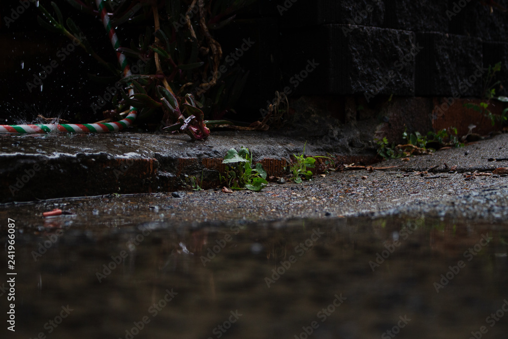 Obraz premium Summer rain