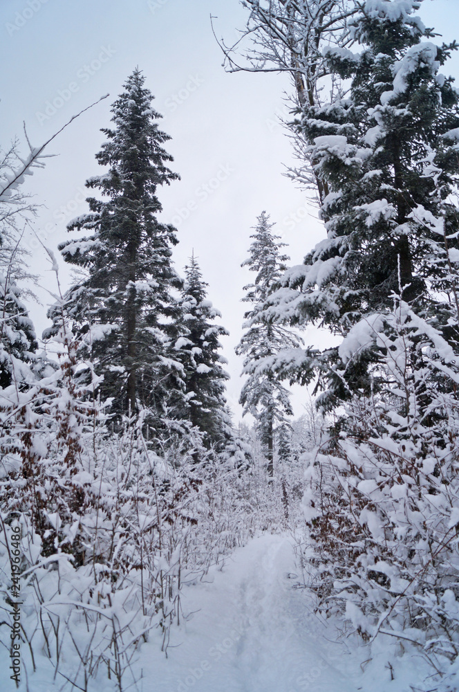 Winter forest covered with white snow on a winter holiday Winter forest covered with white snow on a winter holiday