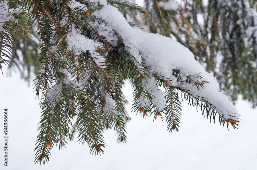 Blue spruce branch covered with snow Blue spruce branch covered with snow