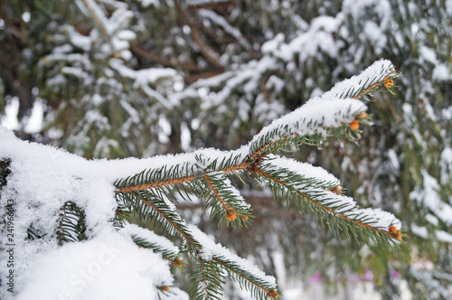 Blue spruce branch covered with snow on a winter day