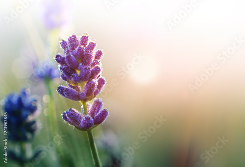 Lavender flowers with morning dew