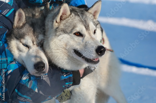 siberian husky in the snow