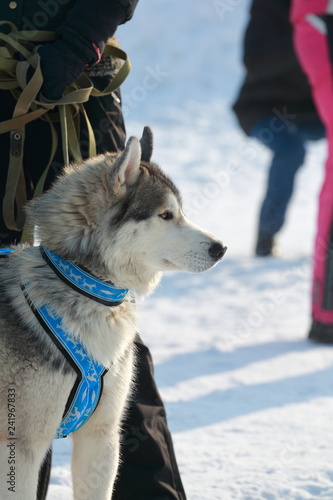 portrait of siberian husky