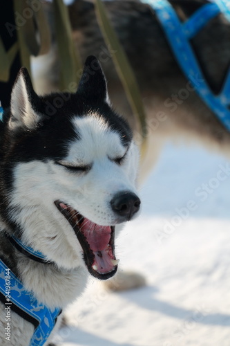 siberian husky in the snow