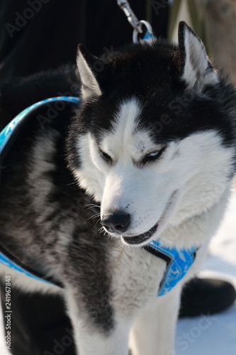 siberian husky in the snow