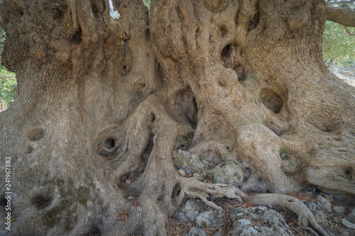 Agios Nikolaos, Crete - 09 29 2018: The millenary olive tree of Kavousi photo