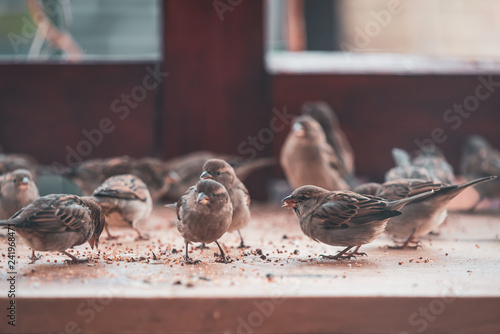 Sweet little sparrows eat seeds from the table