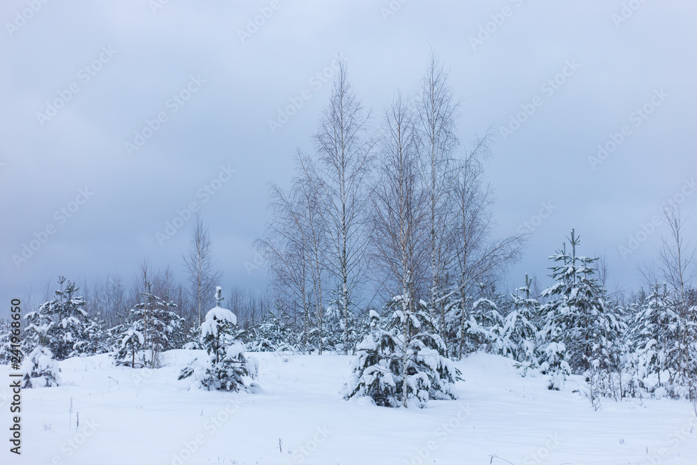 Obraz premium snow covered trees in a winter forest
