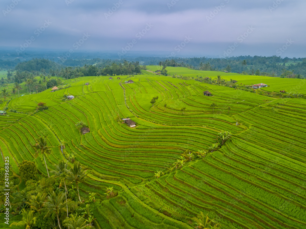 Cloudy Weather over Rice Fields. Aerial View