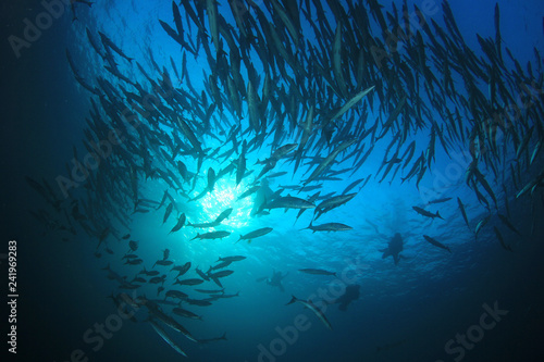 Scuba dive with barracuda fish 