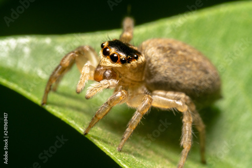 Garden Jumping Spider - Opisthoncus parcedentatus on a green leaf side view, looking away from the camera
