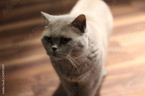 Serious cat 