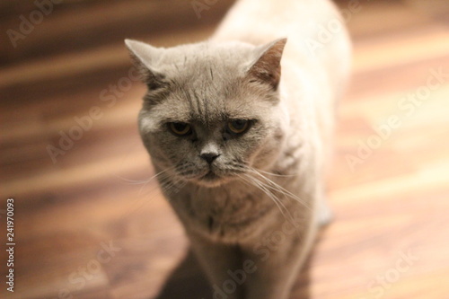Serious cat 
