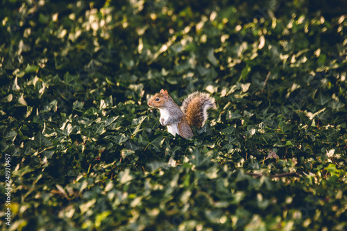 Squirrel standing and looking straight in grass and leafs on the ground. Right side profile. Artistic colors.