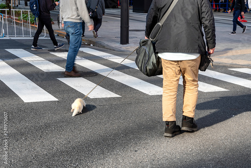 Billede på lærred A man walking his pet ferret at a crosswalk in Tokyo, Japan