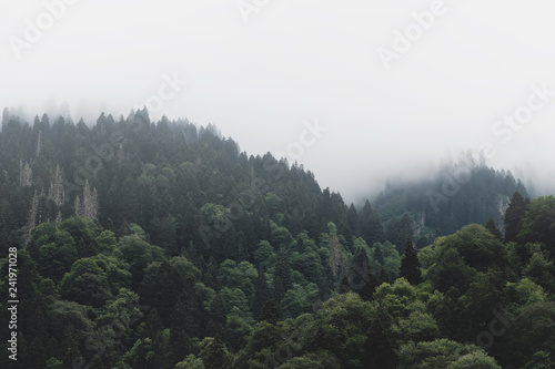 Tops of Tall Green Trees with Dense Fog Rolling In Over Lush Wilderness