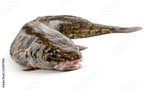 Fotografi Fresh raw burbot close up, isolated