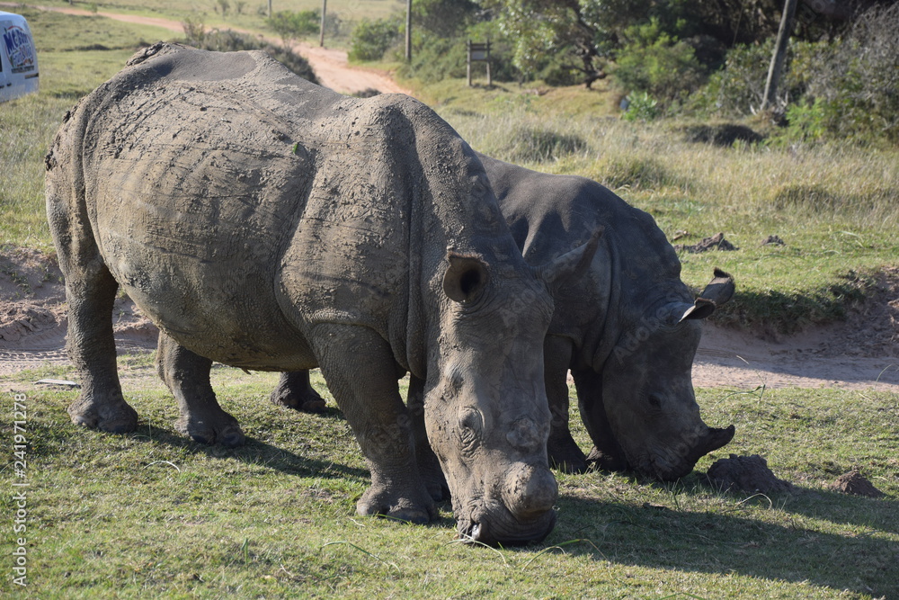 Obraz premium Rhino