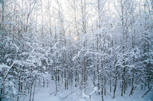 Snowy fir trees in winter forest at snowfall.