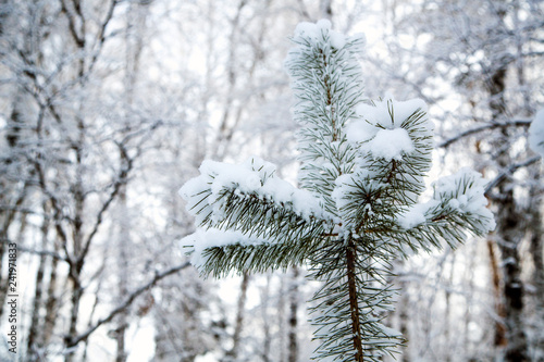 winter snowy forest. tree with green needles all in the snow.
