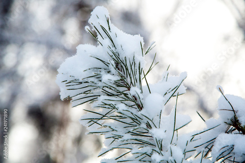 winter snowy forest. tree with green needles all in the snow.