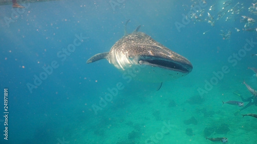 Whale Shark swimming in the clear blue water. Rhincodon typus. Whale shark underwater. Philippines, Oslob.. Wonderful and beautiful underwater world. © Alex Traveler