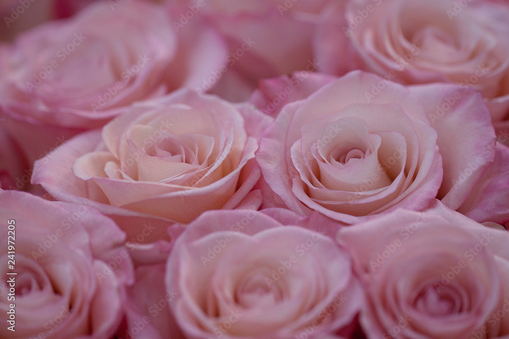 beautiful big bouquet of pink roses