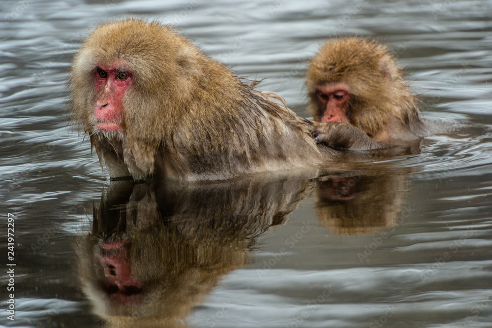 Naklejka premium Snow monkey