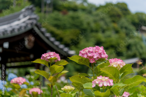紫陽花と寺