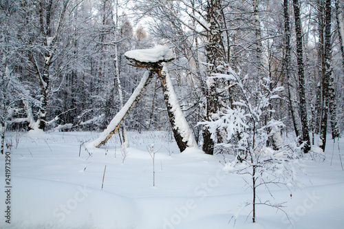 tree branch covered with white fluffy snow.