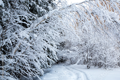 tree branch covered with white fluffy snow.