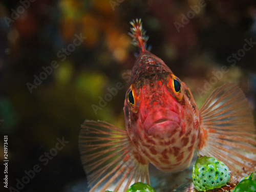 Underwater close-up photography of a threadfin hawkfish. photo