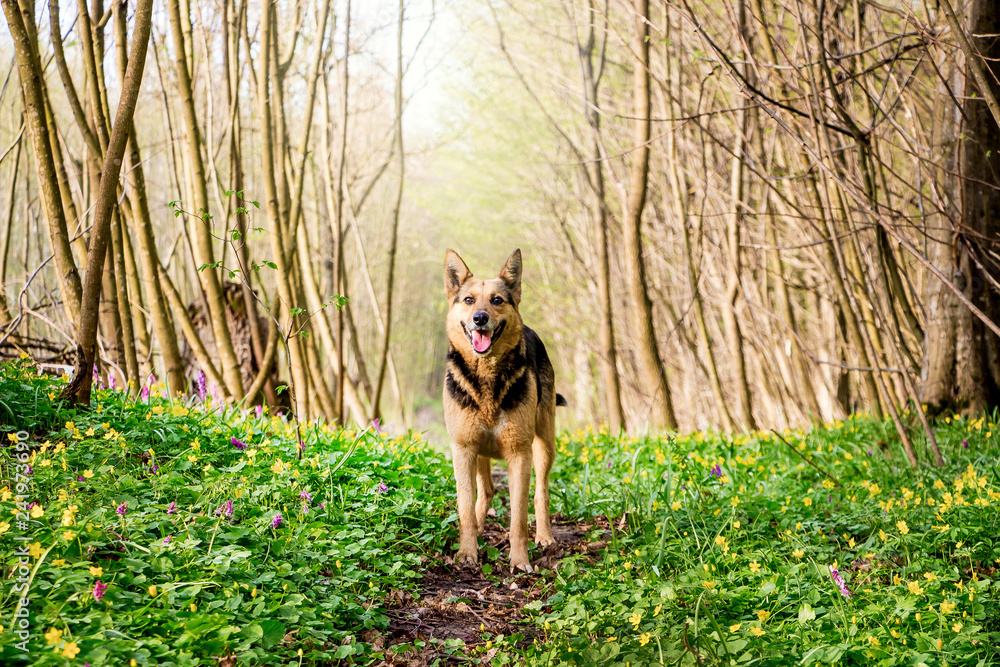 The dog stands on a forest road in the spring. Walking in the spring forest_