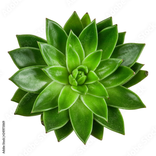 Succulent plant echeveria, top view, isolated on white background