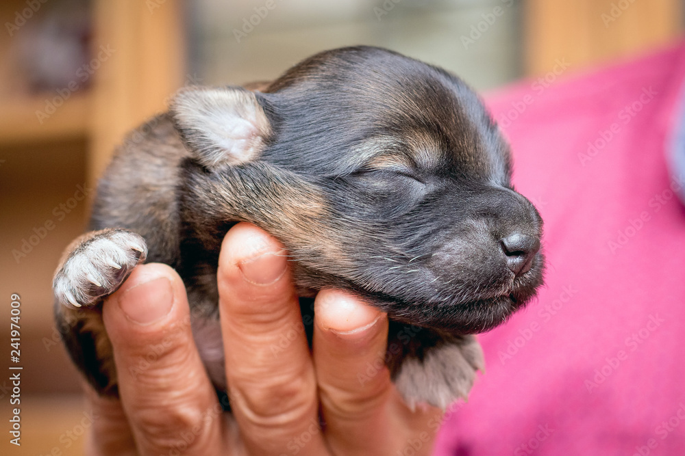 A woman holds in her hand a newborn puppy with her eyes closed _