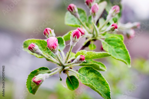 Pink buds on an apple branch. Flowering apple trees in April and May_