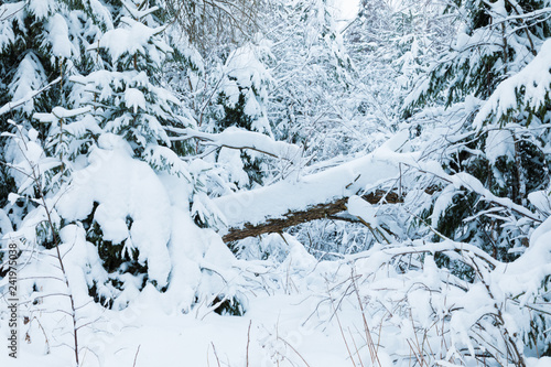 The winter forest or park with the falling tree. The beautiful white snowy fairy landscape of cold frost north nature with the firs and spruses