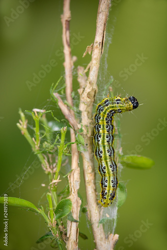 Raupe des Neozoens Buchsbaumzünsler auf Buchs, Raupe eines Buchsbaumzünsler auf Buchsbaum, eingewandeter schädlicher asiatischer Schmetterling, zugewandertes asiatisches Insekt bedroht Buchsbaum