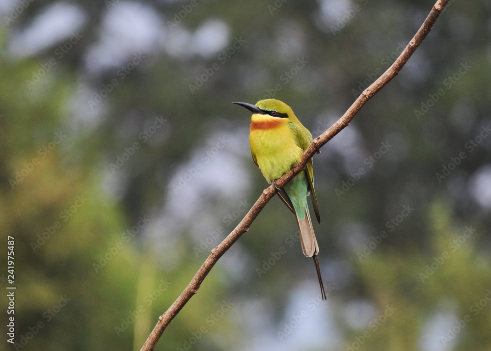 Obraz premium Blue Tailed Bee Eater