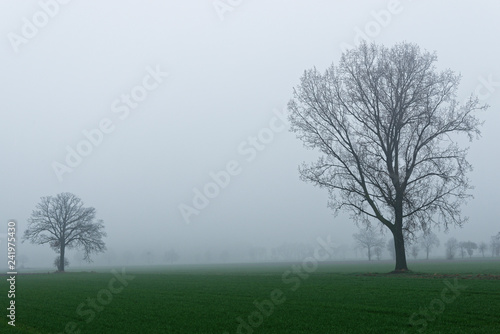 Nebel am Niederrhein