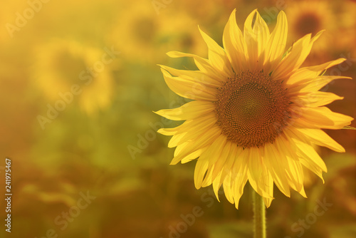 big yellow sunflower warm Background reflective light from the sun.