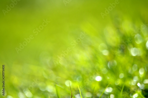 Abstract natural blurred green background Green grass Hello spring or summer concept