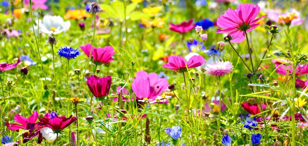 Blumenwiese im Sommer - Hintergrund Panorama - Wildblumen Blumen Wiese ...